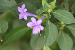 Barleria cristata